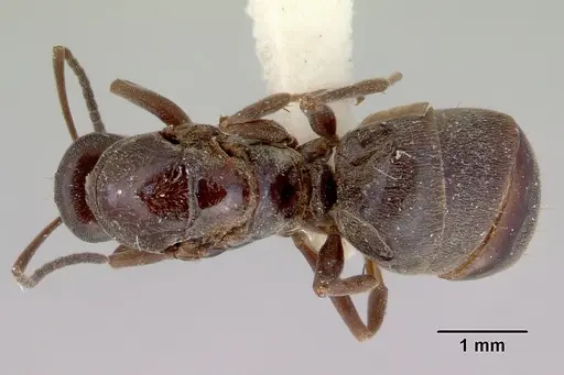 Prolasius nitidissimus specimen CASENT0172169 image casent0172169_1