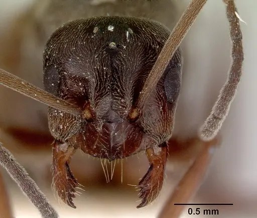 Prolasius nitidissimus specimen CASENT0172169 image casent0172169_2