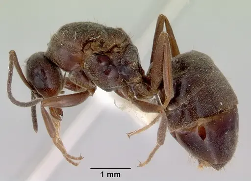 Prolasius nitidissimus specimen CASENT0172169 image casent0172169_3