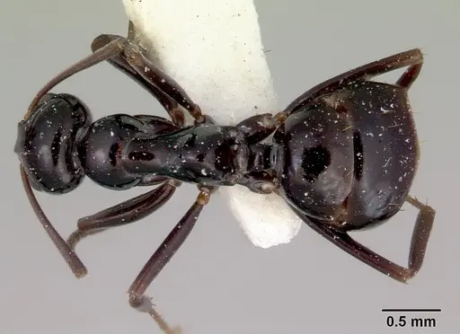 Prolasius nitidissimus specimen CASENT0172170 image casent0172170_1