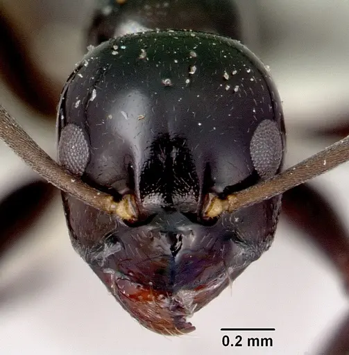 Prolasius nitidissimus specimen CASENT0172170 image casent0172170_2