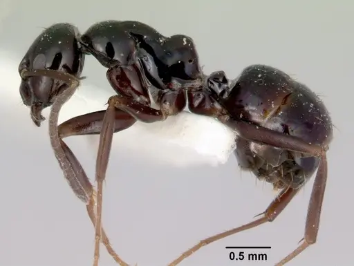 Prolasius nitidissimus specimen CASENT0172170 image casent0172170_3