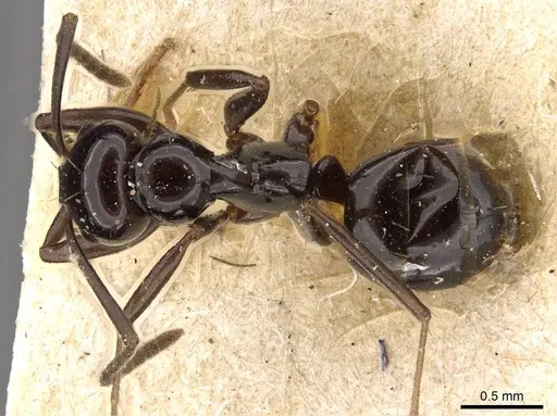 Prolasius nitidissimus specimen CASENT0909821 image casent0909821_1