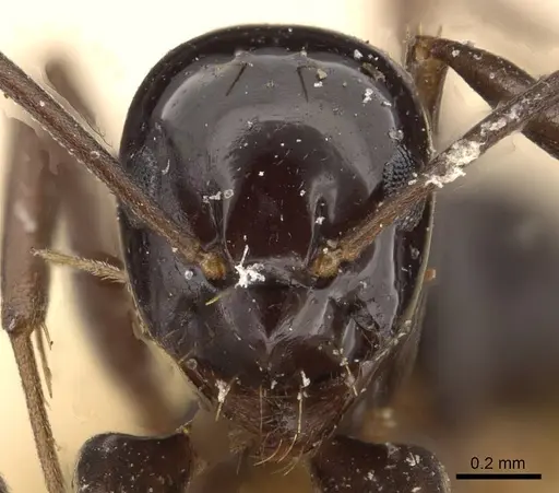Prolasius nitidissimus specimen CASENT0909821 image casent0909821_2