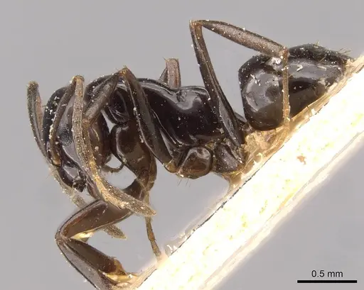 Prolasius nitidissimus specimen CASENT0909821 image casent0909821_3