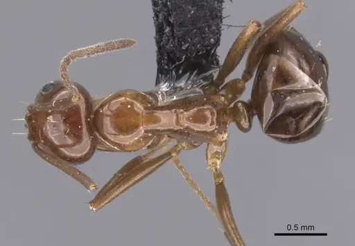 Prolasius nitidissimus specimen CASENT0913755 image casent0913755_1
