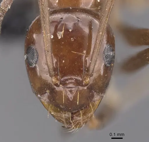 Prolasius nitidissimus specimen CASENT0913755 image casent0913755_2