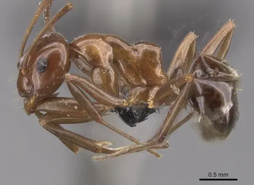 Prolasius nitidissimus specimen CASENT0913755 image casent0913755_3