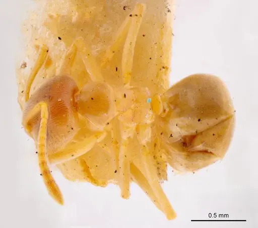 Prolasius pallidus specimen ANTWEB1008272 image antweb1008272_1