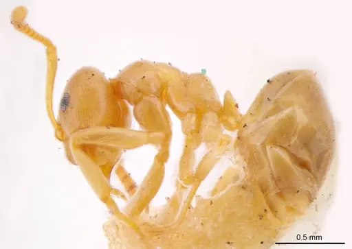 Prolasius pallidus specimen ANTWEB1008272 image antweb1008272_2