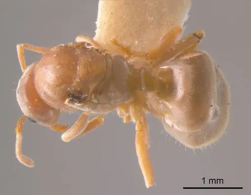 Prolasius pallidus specimen ANTWEB1008276 image antweb1008276_1