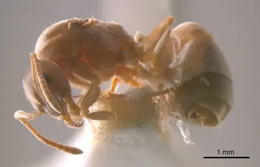Prolasius pallidus specimen ANTWEB1008276 image antweb1008276_2