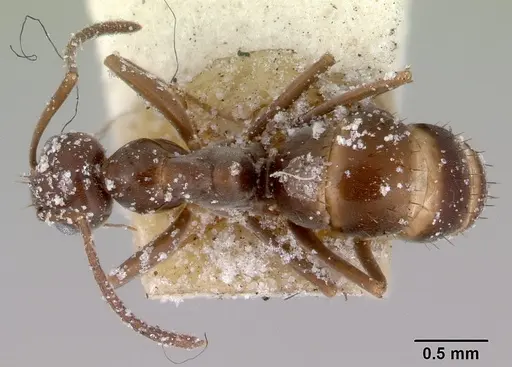 Prolasius wheeleri specimen CASENT0172167 image casent0172167_1