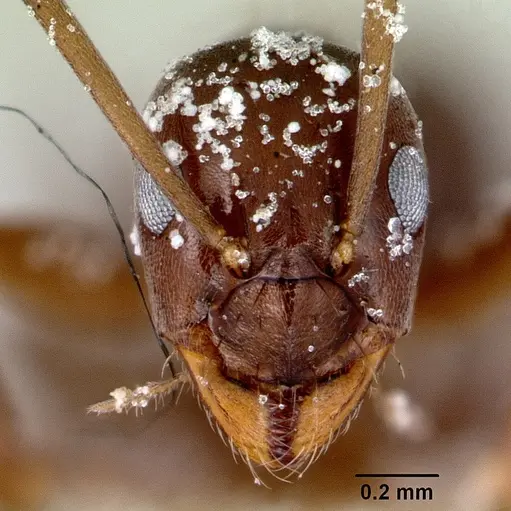 Prolasius wheeleri specimen CASENT0172167 image casent0172167_2