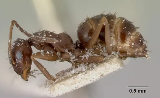 Prolasius wheeleri specimen CASENT0172167 image casent0172167_3