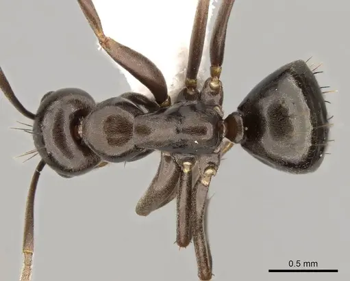 Prolasius wheeleri specimen CASENT0281473 image casent0281473_1