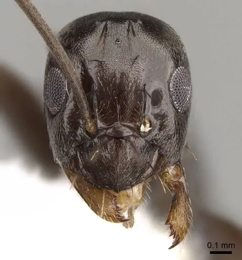Prolasius wheeleri specimen CASENT0281473 image casent0281473_2