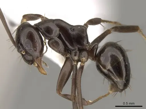 Prolasius wheeleri specimen CASENT0281473 image casent0281473_4