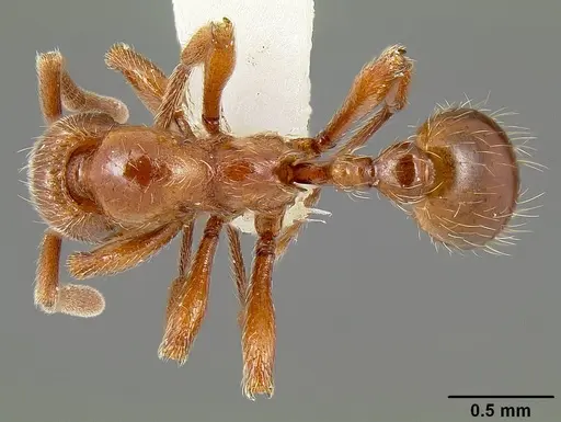 Propodilobus pingorum specimen CASENT0171177 image casent0171177_1