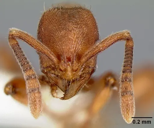 Propodilobus pingorum specimen CASENT0171177 image casent0171177_2