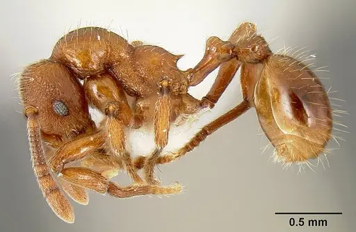 Propodilobus pingorum specimen CASENT0171177 image casent0171177_3