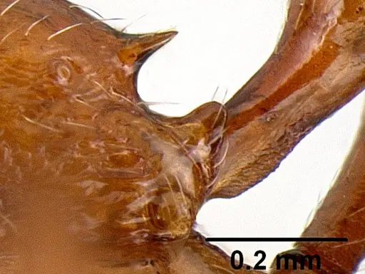Propodilobus pingorum specimen CASENT0171177 image casent0171177_4