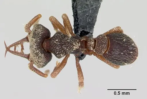 Protalaridris armata specimen CASENT0008665 image casent0008665_1