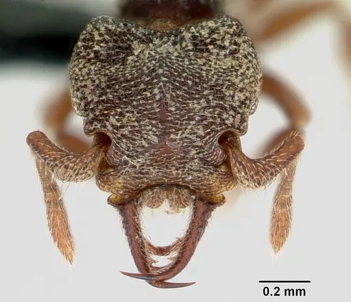 Protalaridris armata specimen CASENT0008665 image casent0008665_2