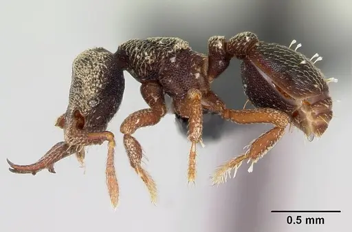 Protalaridris armata specimen CASENT0008665 image casent0008665_3