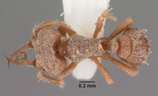 Protalaridris armata specimen CASENT0102366 image casent0102366_1