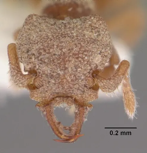 Protalaridris armata specimen CASENT0102366 image casent0102366_2