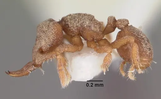 Protalaridris armata specimen CASENT0102366 image casent0102366_3