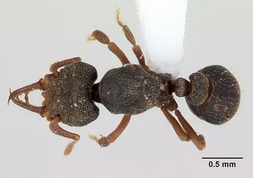 Protalaridris armata specimen CASENT0423546 image casent0423546_1