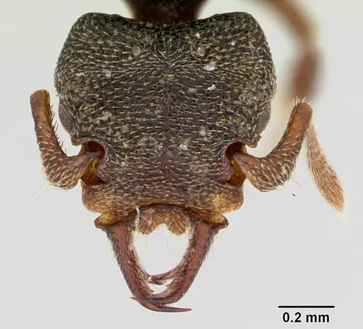 Protalaridris armata specimen CASENT0423546 image casent0423546_2
