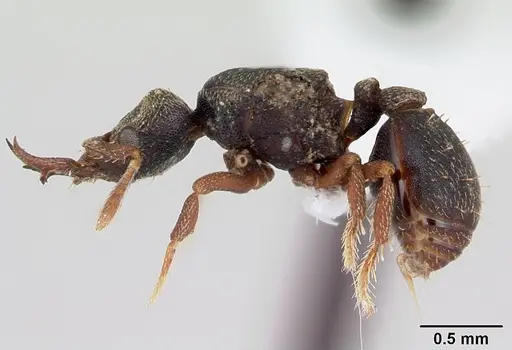Protalaridris armata specimen CASENT0423546 image casent0423546_3