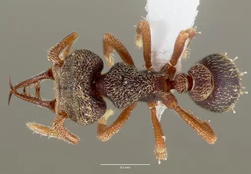 Protalaridris armata specimen CASENT0423567 image casent0423567_1