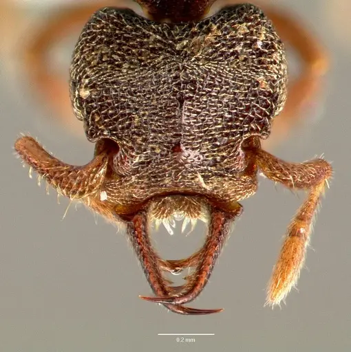 Protalaridris armata specimen CASENT0423567 image casent0423567_2