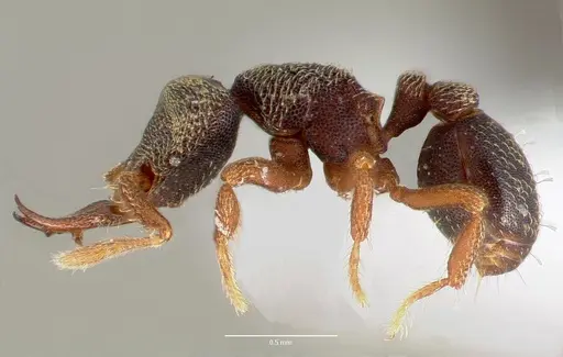 Protalaridris armata specimen CASENT0423567 image casent0423567_3