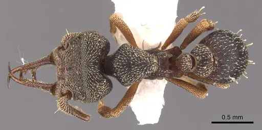 Protalaridris armata specimen CASENT0900943 image casent0900943_1