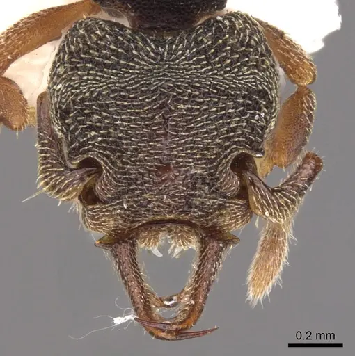 Protalaridris armata specimen CASENT0900943 image casent0900943_2