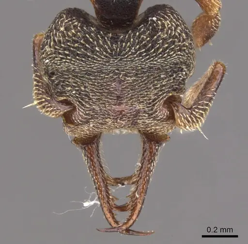 Protalaridris armata specimen CASENT0900943 image casent0900943_3