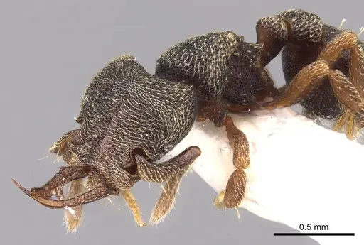 Protalaridris armata specimen CASENT0900943 image casent0900943_5
