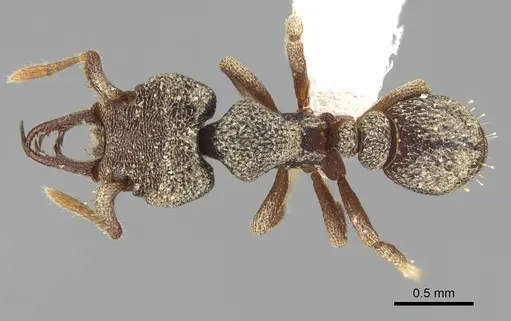 Protalaridris armata specimen CASENT0914919 image casent0914919_1