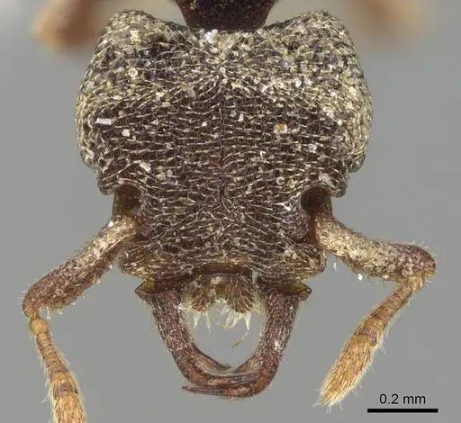 Protalaridris armata specimen CASENT0914919 image casent0914919_2