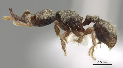 Protalaridris armata specimen CASENT0914919 image casent0914919_3