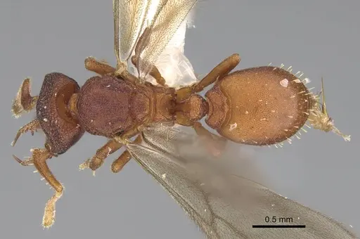 Protalaridris bordoni specimen CASENT0248768 image casent0248768_1