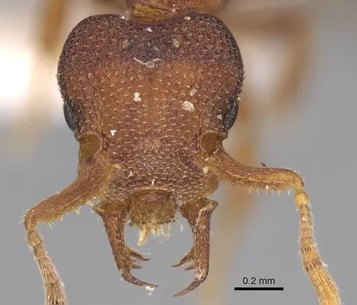 Protalaridris bordoni specimen CASENT0248768 image casent0248768_2
