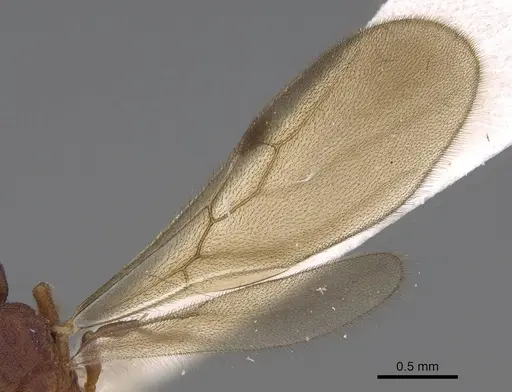 Protalaridris bordoni specimen CASENT0248768 image casent0248768_4