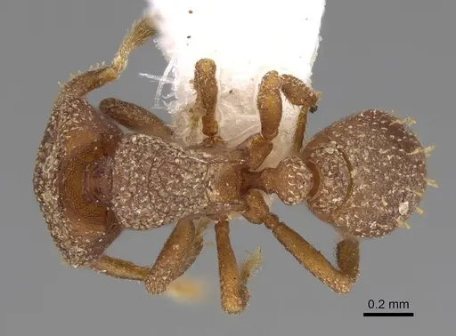 Protalaridris bordoni specimen CASENT0248771 image casent0248771_1