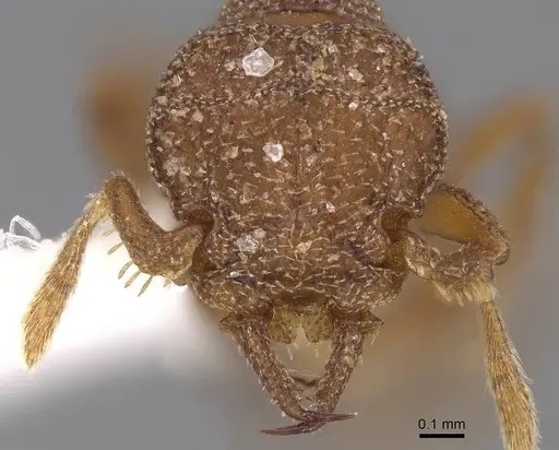 Protalaridris bordoni specimen CASENT0248771 image casent0248771_2